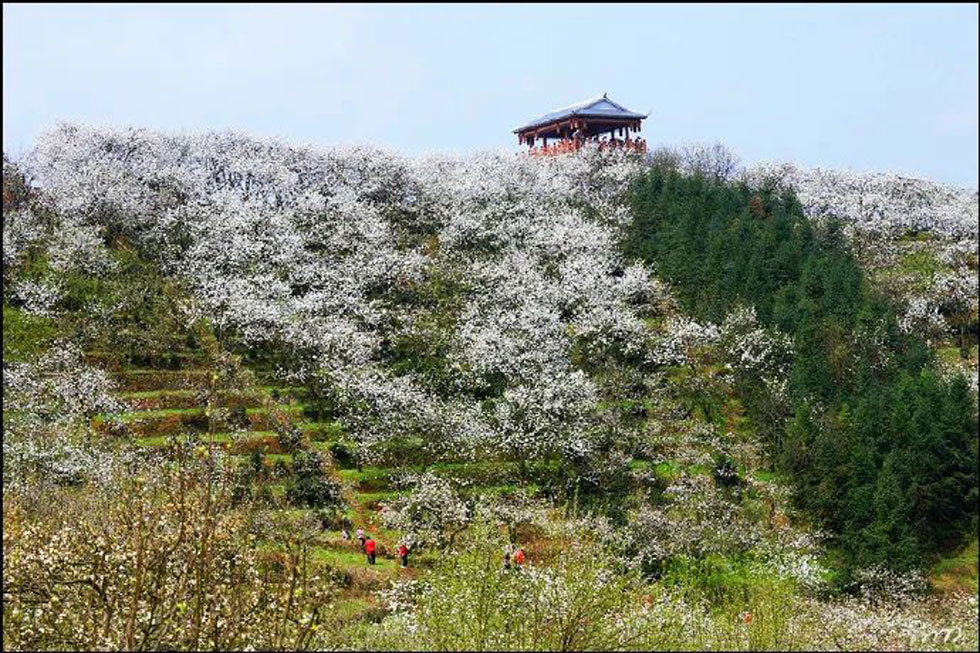 【春天，广西桂林灌阳县向您发出邀请！】我们在灌阳看梨花 - 游山玩水 - 郑州生活社区 - 郑州28生活网 zz.28life.net