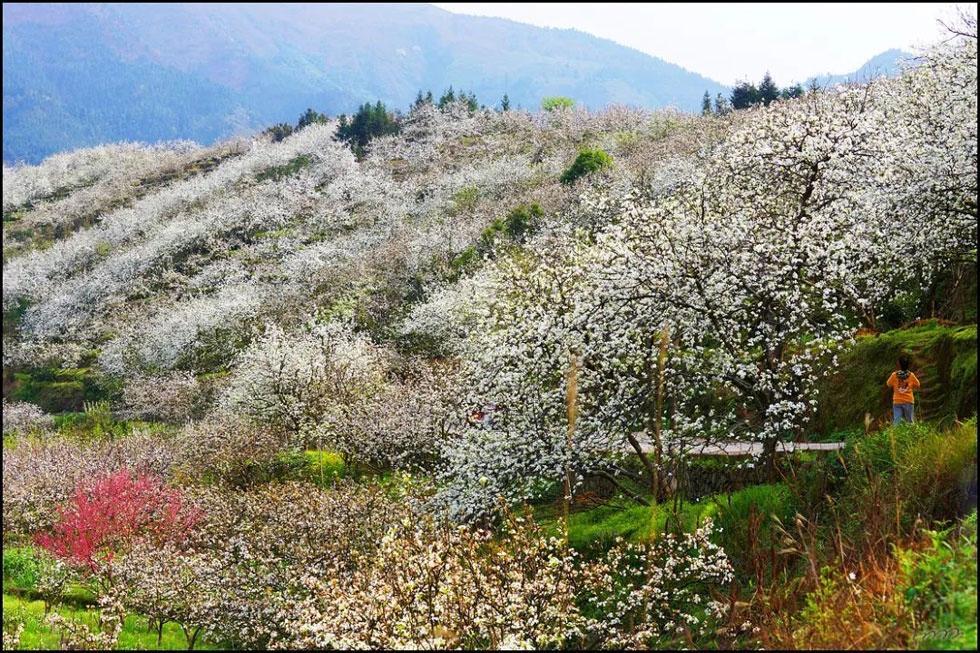 【春天，广西桂林灌阳县向您发出邀请！】我们在灌阳看梨花 - 游山玩水 - 郑州生活社区 - 郑州28生活网 zz.28life.net