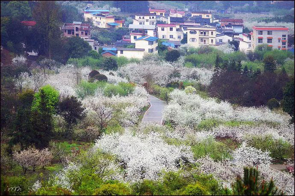【春天，广西桂林灌阳县向您发出邀请！】我们在灌阳看梨花 - 游山玩水 - 郑州生活社区 - 郑州28生活网 zz.28life.net
