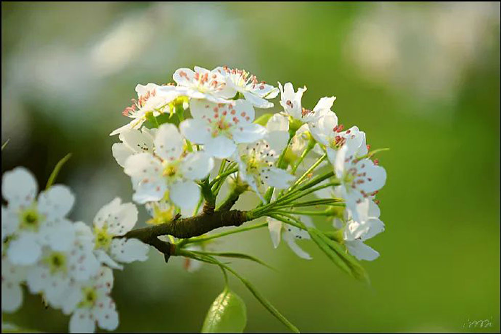 【春天，广西桂林灌阳县向您发出邀请！】我们在灌阳看梨花 - 游山玩水 - 郑州生活社区 - 郑州28生活网 zz.28life.net