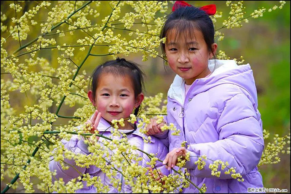【春天，广西桂林灌阳县向您发出邀请！】米珠山前有片山苍子花在飘香 - 游山玩水 - 郑州生活社区 - 郑州28生活网 zz.28life.net