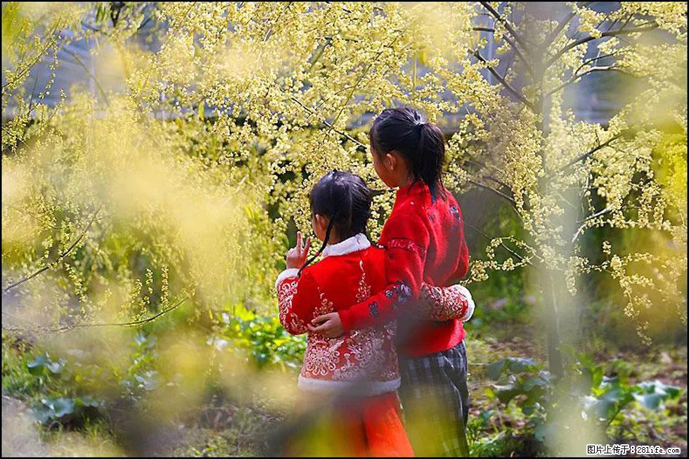 【春天，广西桂林灌阳县向您发出邀请！】米珠山前有片山苍子花在飘香 - 游山玩水 - 郑州生活社区 - 郑州28生活网 zz.28life.net