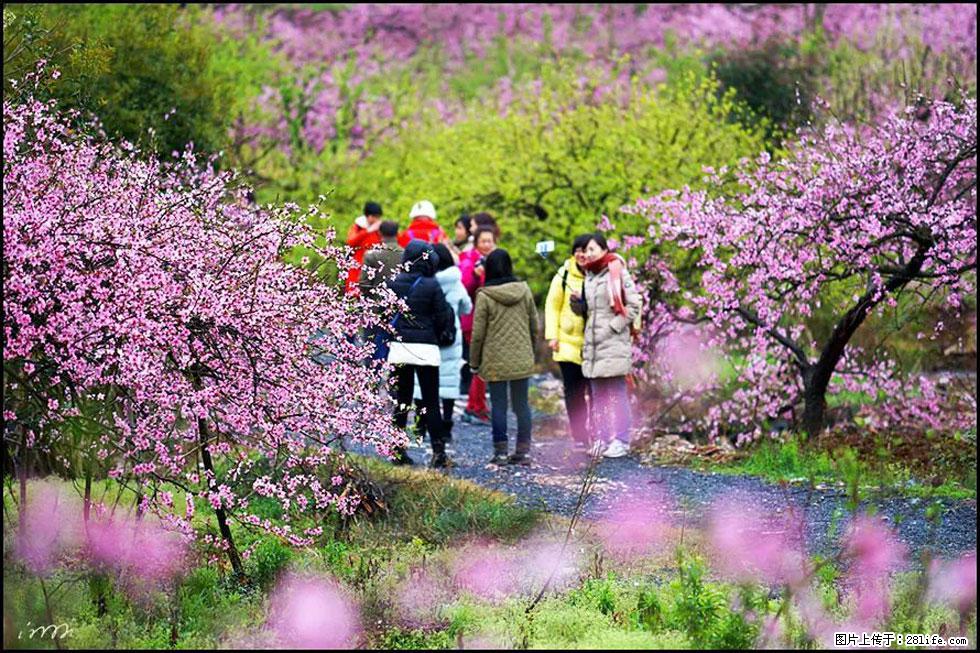 【春天,广西桂林灌阳县向您发出邀请!】官庄村有个醉美的桃花园 - 游山玩水 - 郑州生活社区 - 郑州28生活网 zz.28life.net