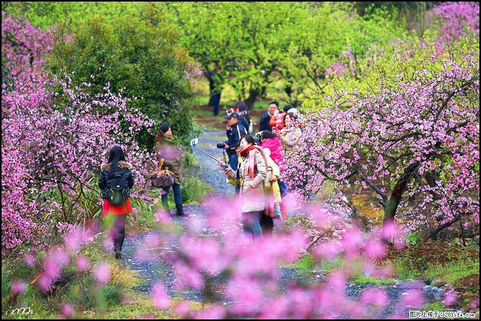 【春天,广西桂林灌阳县向您发出邀请!】官庄村有个醉美的桃花园 - 游山玩水 - 郑州生活社区 - 郑州28生活网 zz.28life.net