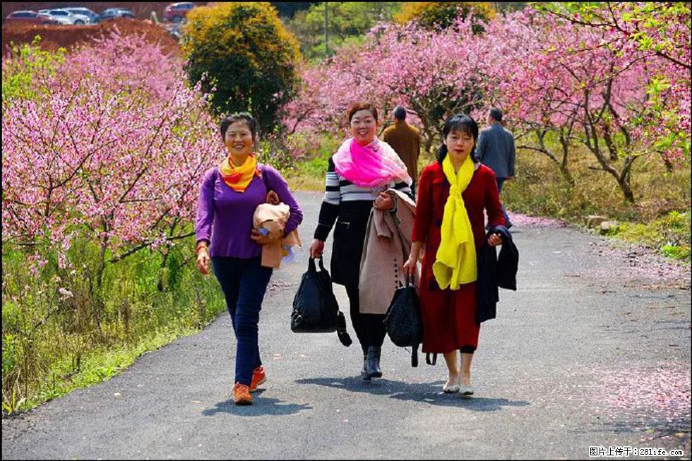 【春天,广西桂林灌阳县向您发出邀请!】官庄村有个醉美的桃花园 - 游山玩水 - 郑州生活社区 - 郑州28生活网 zz.28life.net