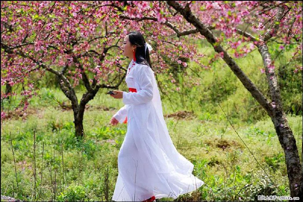 【春天,广西桂林灌阳县向您发出邀请!】官庄村有个醉美的桃花园 - 游山玩水 - 郑州生活社区 - 郑州28生活网 zz.28life.net