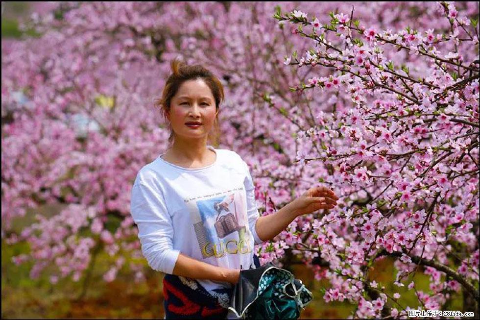 【春天,广西桂林灌阳县向您发出邀请!】官庄村有个醉美的桃花园 - 游山玩水 - 郑州生活社区 - 郑州28生活网 zz.28life.net