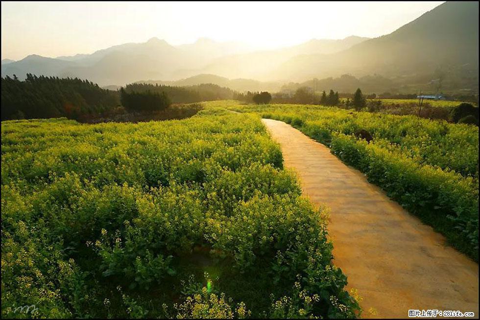【春天，广西桂林灌阳县向您发出邀请！】长坪村油菜盛情花开 - 游山玩水 - 郑州生活社区 - 郑州28生活网 zz.28life.net