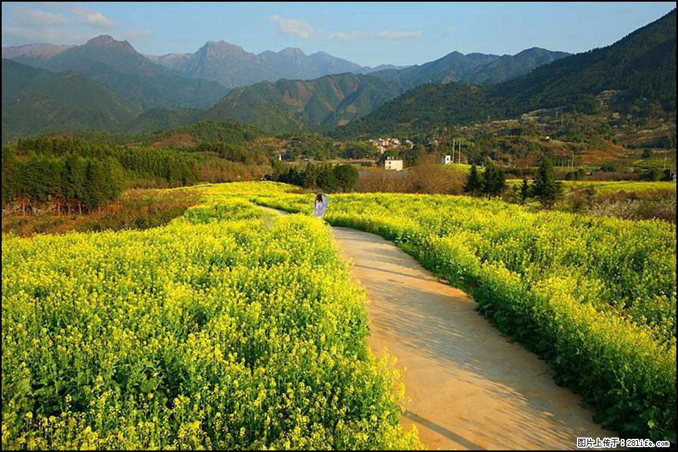 【春天，广西桂林灌阳县向您发出邀请！】长坪村油菜盛情花开 - 游山玩水 - 郑州生活社区 - 郑州28生活网 zz.28life.net