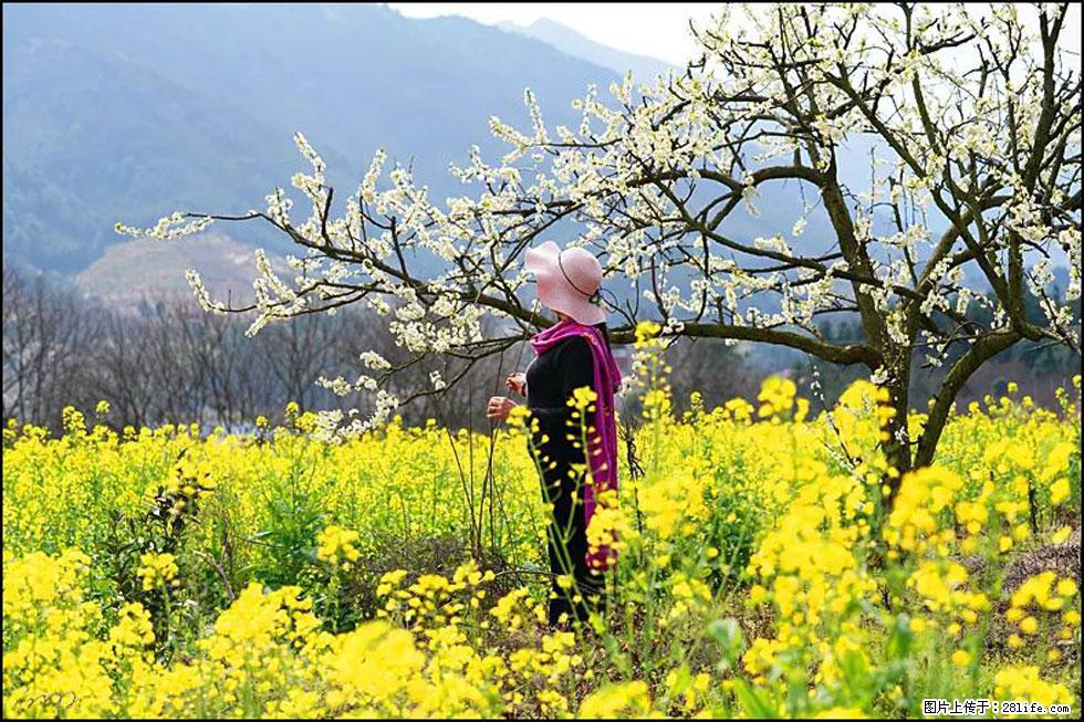 【春天，广西桂林灌阳县向您发出邀请！】长坪村油菜盛情花开 - 游山玩水 - 郑州生活社区 - 郑州28生活网 zz.28life.net