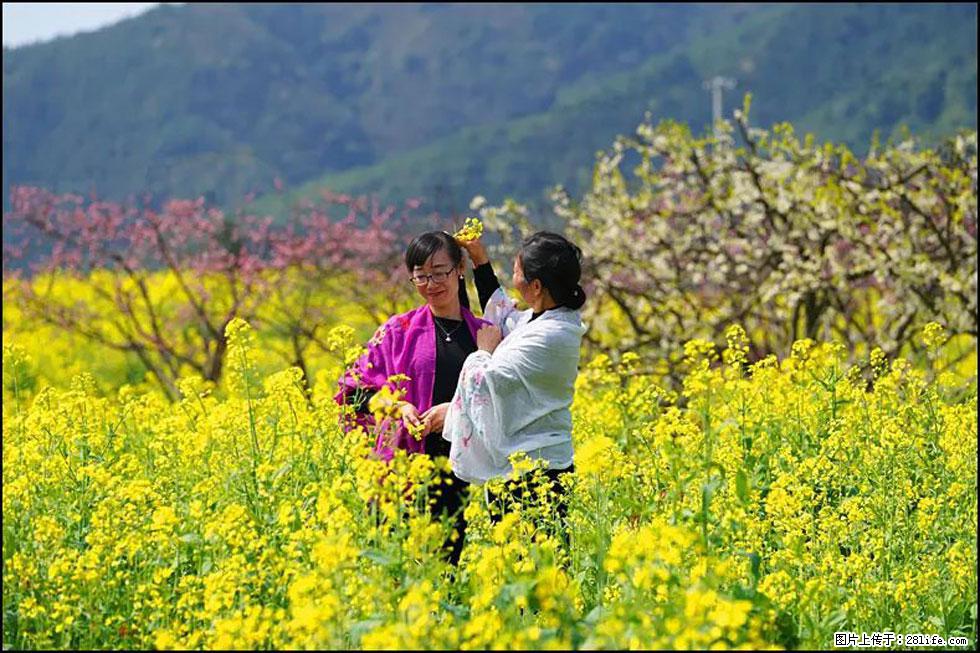 【春天，广西桂林灌阳县向您发出邀请！】长坪村油菜盛情花开 - 游山玩水 - 郑州生活社区 - 郑州28生活网 zz.28life.net