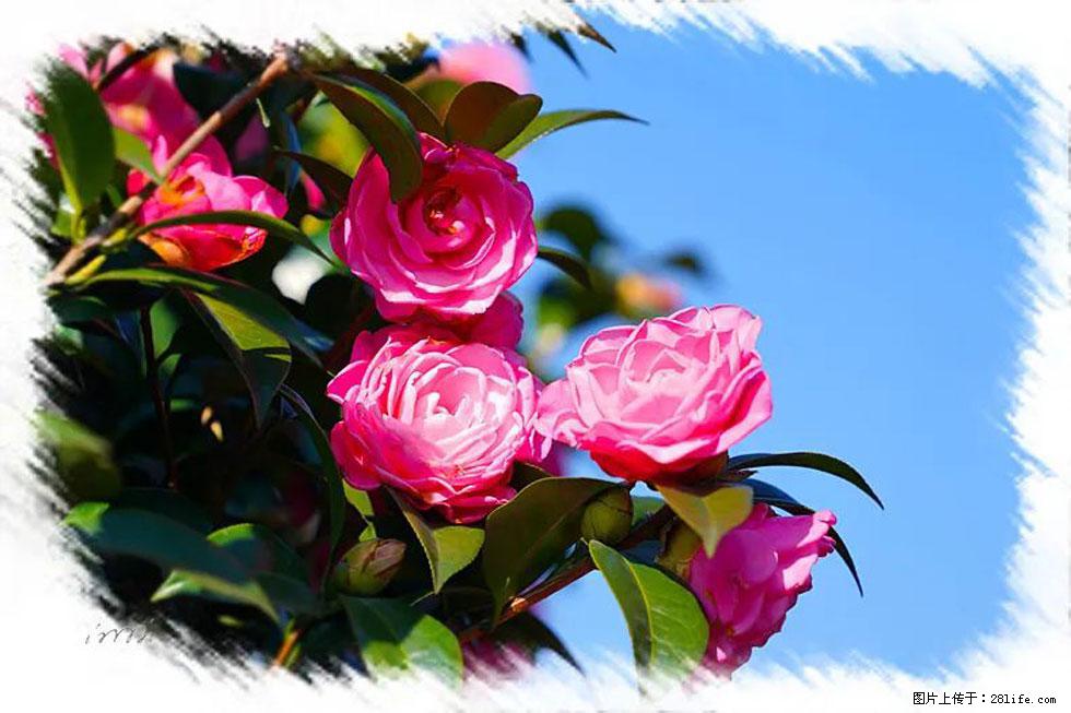 【春天，广西桂林灌阳县向您发出邀请！】杨柳井茶花惹人爱 - 游山玩水 - 郑州生活社区 - 郑州28生活网 zz.28life.net