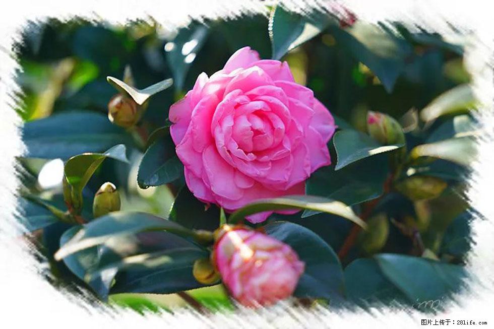 【春天，广西桂林灌阳县向您发出邀请！】杨柳井茶花惹人爱 - 游山玩水 - 郑州生活社区 - 郑州28生活网 zz.28life.net