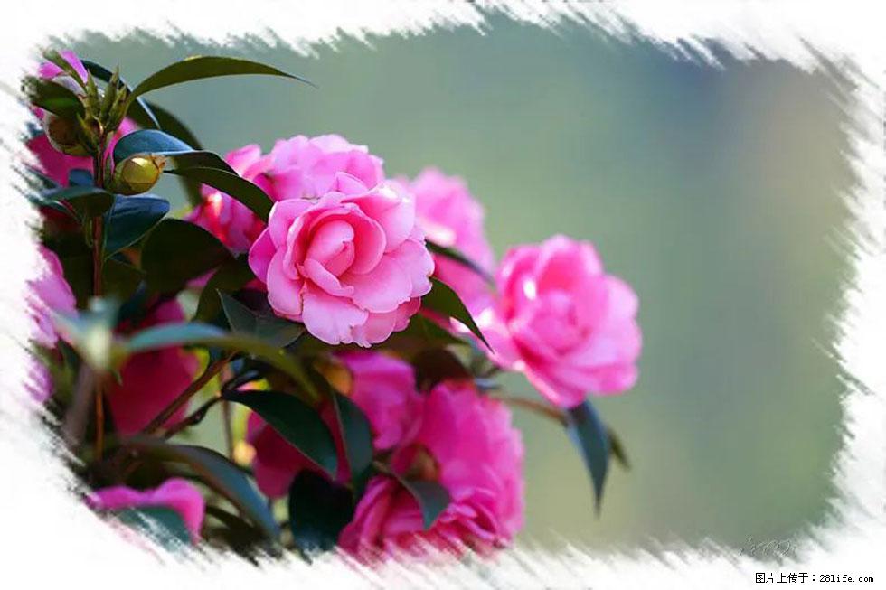【春天，广西桂林灌阳县向您发出邀请！】杨柳井茶花惹人爱 - 游山玩水 - 郑州生活社区 - 郑州28生活网 zz.28life.net
