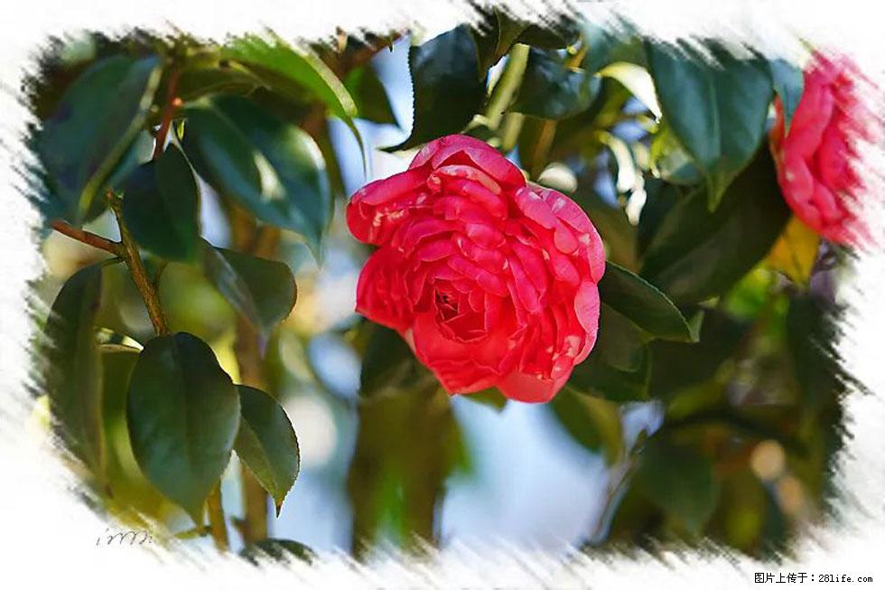 【春天，广西桂林灌阳县向您发出邀请！】杨柳井茶花惹人爱 - 游山玩水 - 郑州生活社区 - 郑州28生活网 zz.28life.net