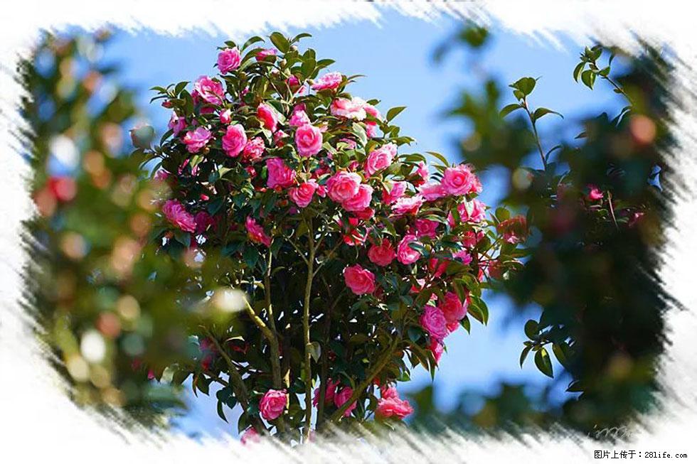 【春天，广西桂林灌阳县向您发出邀请！】杨柳井茶花惹人爱 - 游山玩水 - 郑州生活社区 - 郑州28生活网 zz.28life.net