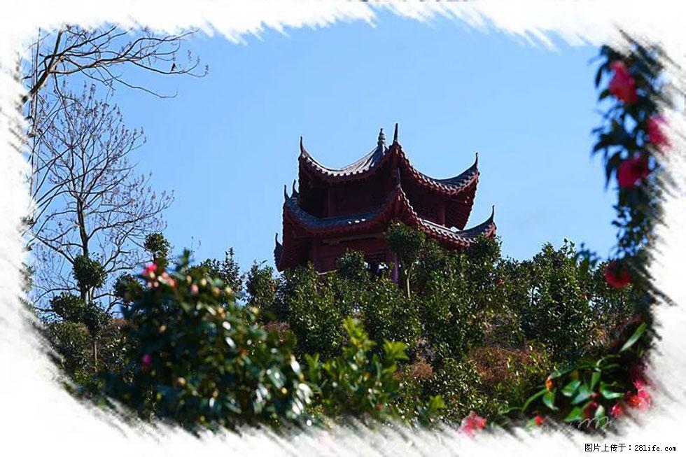 【春天，广西桂林灌阳县向您发出邀请！】杨柳井茶花惹人爱 - 游山玩水 - 郑州生活社区 - 郑州28生活网 zz.28life.net
