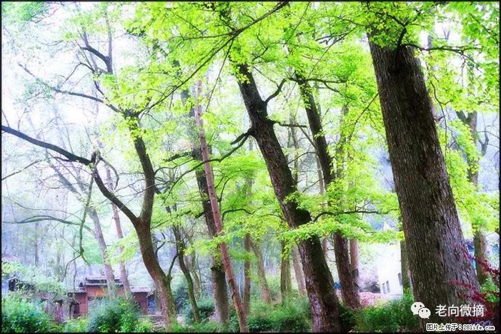 【春天,广西桂林灌阳县向您发出邀请!】在小龙村与春天约会 - 游山玩水 - 郑州生活社区 - 郑州28生活网 zz.28life.net