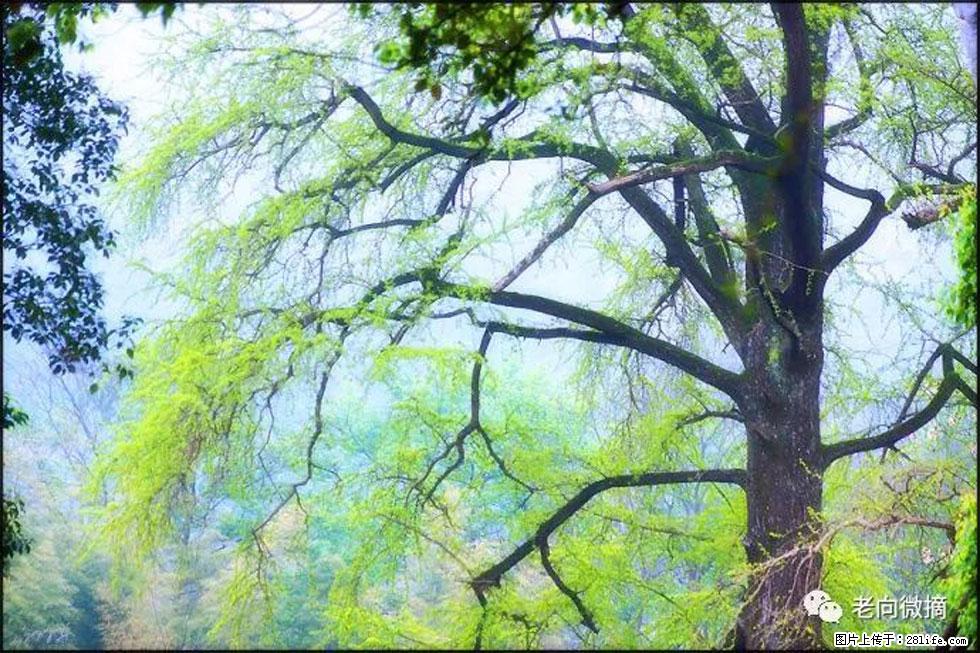 【春天,广西桂林灌阳县向您发出邀请!】在小龙村与春天约会 - 游山玩水 - 郑州生活社区 - 郑州28生活网 zz.28life.net