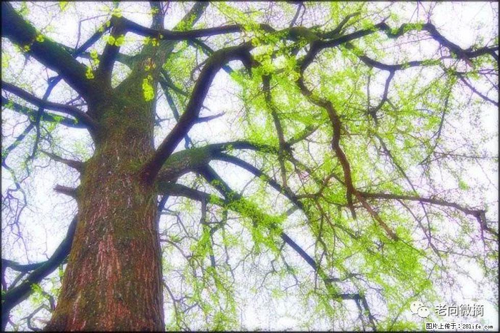 【春天,广西桂林灌阳县向您发出邀请!】在小龙村与春天约会 - 游山玩水 - 郑州生活社区 - 郑州28生活网 zz.28life.net