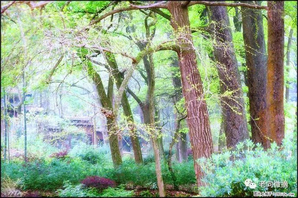 【春天,广西桂林灌阳县向您发出邀请!】在小龙村与春天约会 - 游山玩水 - 郑州生活社区 - 郑州28生活网 zz.28life.net
