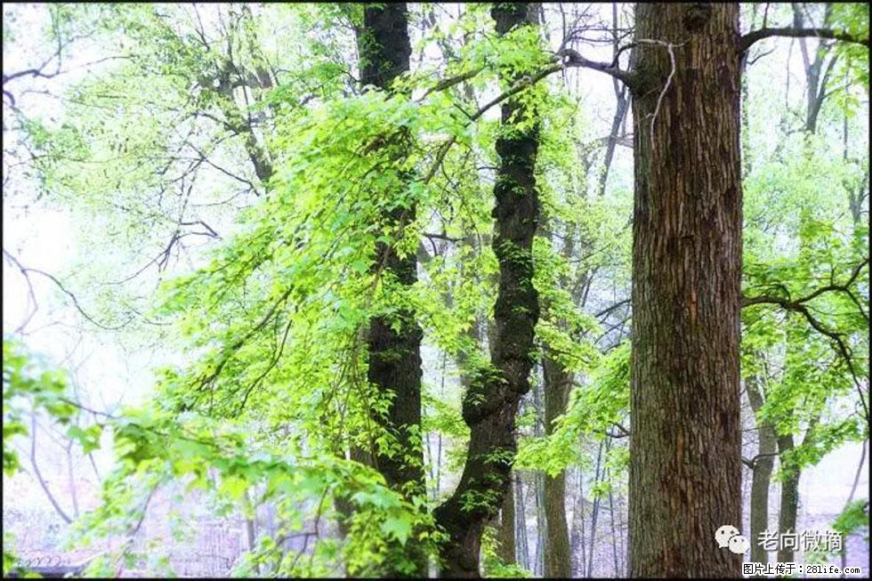 【春天,广西桂林灌阳县向您发出邀请!】在小龙村与春天约会 - 游山玩水 - 郑州生活社区 - 郑州28生活网 zz.28life.net