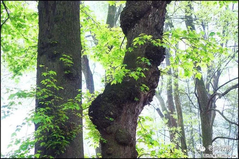 【春天,广西桂林灌阳县向您发出邀请!】在小龙村与春天约会 - 游山玩水 - 郑州生活社区 - 郑州28生活网 zz.28life.net