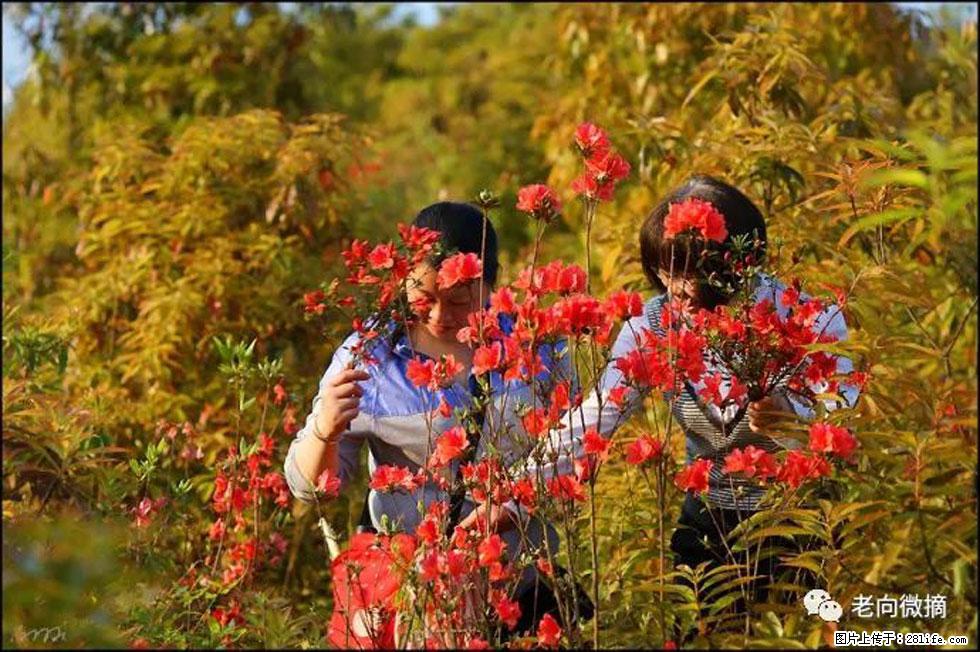 【春天，广西桂林灌阳县向您发出邀请！】登麒麟山，相约映山红 - 游山玩水 - 郑州生活社区 - 郑州28生活网 zz.28life.net