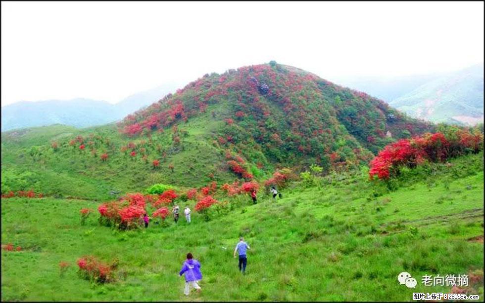 【春天,广西桂林灌阳县向您发出邀请!】宝盖山上映山红 - 游山玩水 - 郑州生活社区 - 郑州28生活网 zz.28life.net