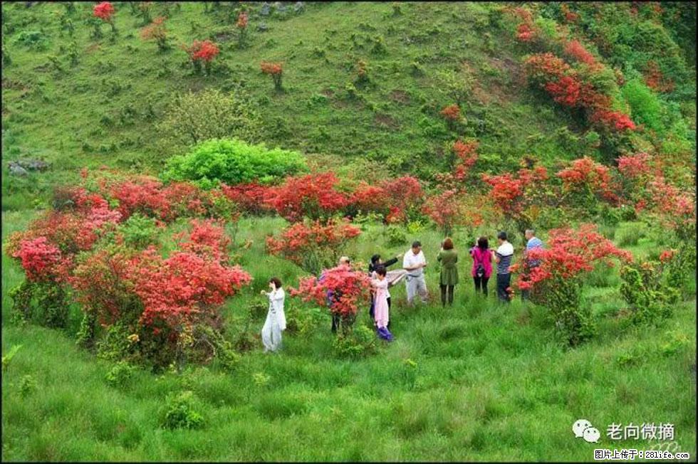 【春天,广西桂林灌阳县向您发出邀请!】宝盖山上映山红 - 游山玩水 - 郑州生活社区 - 郑州28生活网 zz.28life.net
