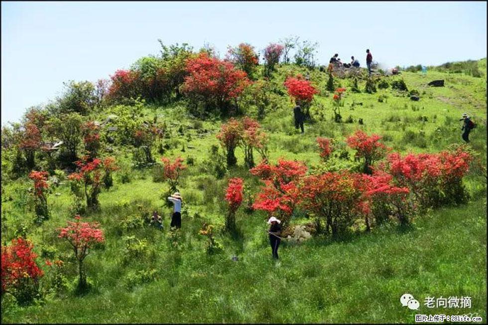 【春天,广西桂林灌阳县向您发出邀请!】宝盖山上映山红 - 游山玩水 - 郑州生活社区 - 郑州28生活网 zz.28life.net