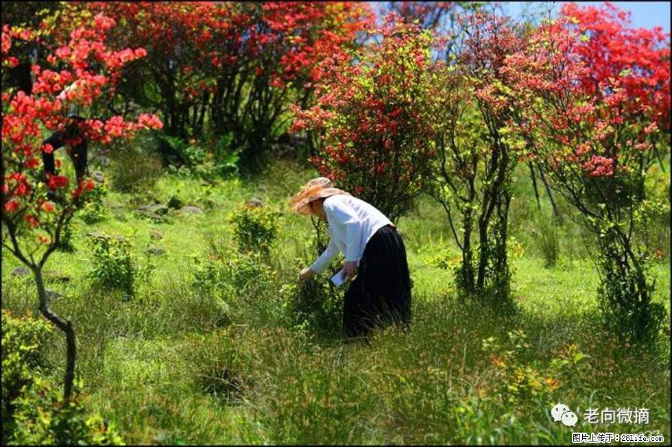 【春天,广西桂林灌阳县向您发出邀请!】宝盖山上映山红 - 游山玩水 - 郑州生活社区 - 郑州28生活网 zz.28life.net
