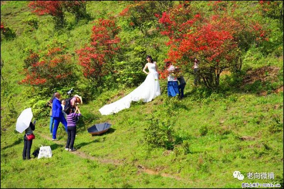 【春天,广西桂林灌阳县向您发出邀请!】宝盖山上映山红 - 游山玩水 - 郑州生活社区 - 郑州28生活网 zz.28life.net