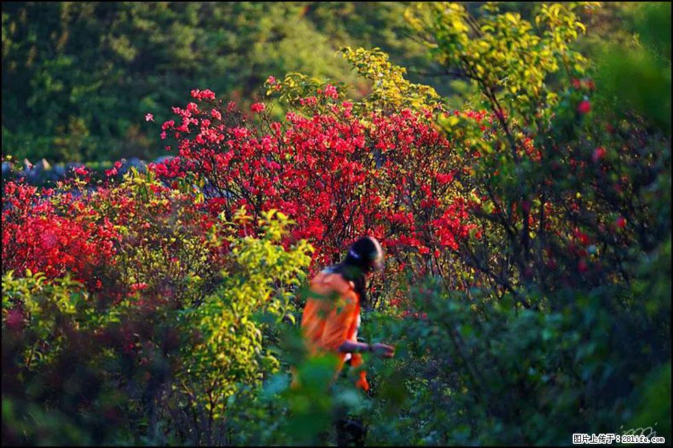 【春天，广西桂林灌阳县向您发出邀请！】春木界上映山红 - 游山玩水 - 郑州生活社区 - 郑州28生活网 zz.28life.net