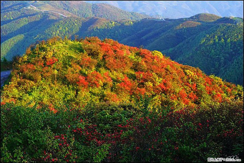 【春天，广西桂林灌阳县向您发出邀请！】春木界上映山红 - 游山玩水 - 郑州生活社区 - 郑州28生活网 zz.28life.net