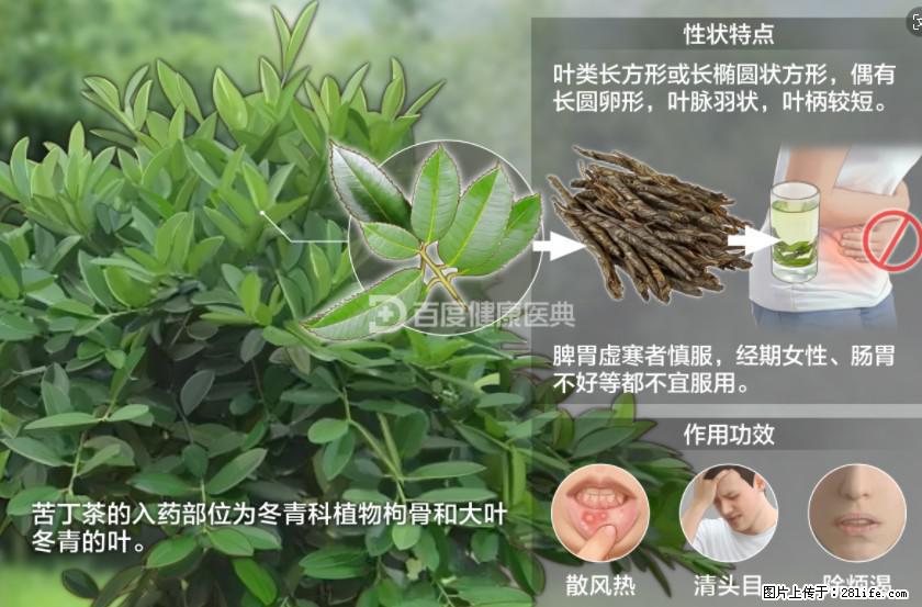 苦丁茶有哪些功效和作用 - 生活百科 - 郑州生活社区 - 郑州28生活网 zz.28life.net