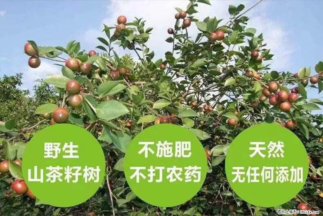 【灌阳县油茶产业示范区】一个有着充实的精神生活的人,对待身外之物自会有一种淡泊的态度 - 美食天地 - 郑州生活社区 - 郑州28生活网 zz.28life.net