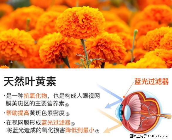 叶黄素有什么功效和作用 - 生活百科 - 郑州生活社区 - 郑州28生活网 zz.28life.net