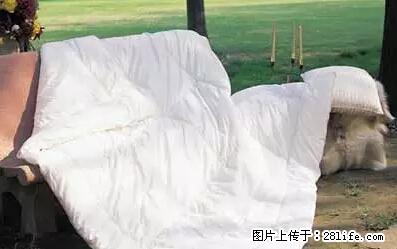 被子有异味?只要这样做,比晒太阳还强100倍! - 家居生活 - 郑州生活社区 - 郑州28生活网 zz.28life.net
