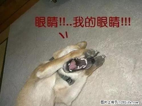笑癫了！一女的怀孕三年未生，他终于忍不住了... - 娱乐八卦 - 郑州生活社区 - 郑州28生活网 zz.28life.net