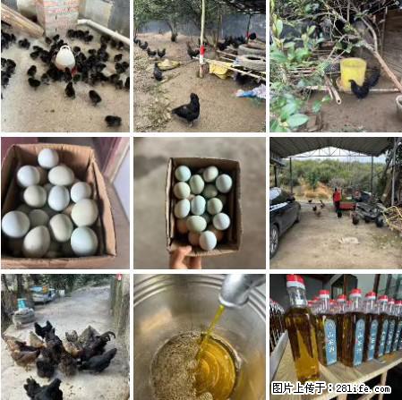 油茶园从小鸡仔开始养起的纯土鸡、土鸡蛋可以预定啦！还有前几天刚榨的纯山茶油哦 - 土特产 - 饮食特产 - 郑州分类信息 - 郑州28生活网 zz.28life.net