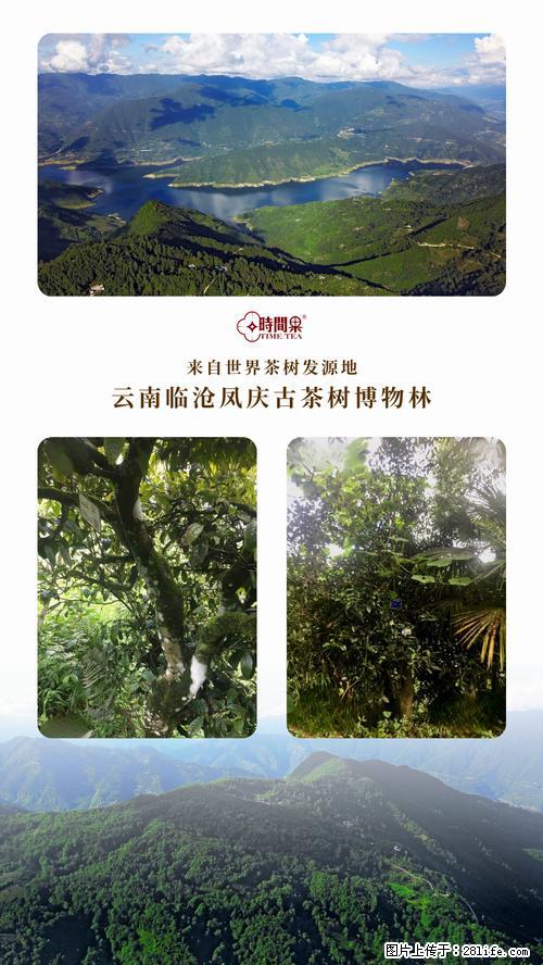 时间果百年古树2025年春红茶 - 购物交流 - 郑州生活社区 - 郑州28生活网 zz.28life.net