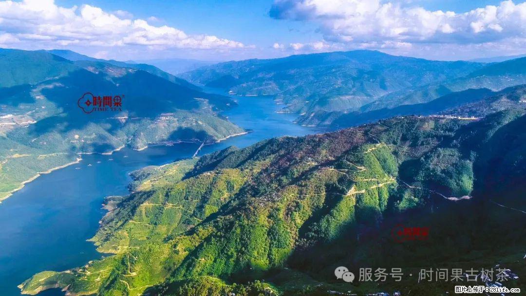 时间果百年古树龙珠普洱生茶 - 购物交流 - 郑州生活社区 - 郑州28生活网 zz.28life.net