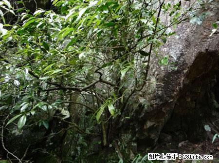 平乐石崖茶，珍贵仅次于金花茶 - 郑州生活资讯 - 郑州28生活网 zz.28life.net