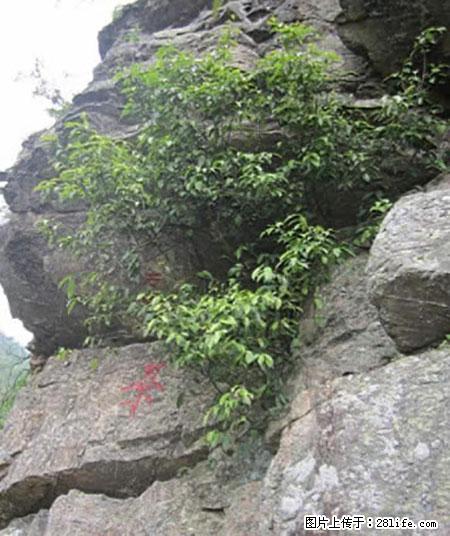 平乐石崖茶，珍贵仅次于金花茶 - 郑州生活资讯 - 郑州28生活网 zz.28life.net