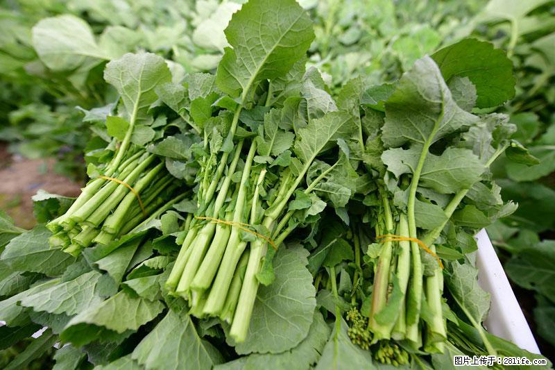这些蔬菜是“天然钙片”，这6种被医生重点推荐 - 郑州生活资讯 - 郑州28生活网 zz.28life.net